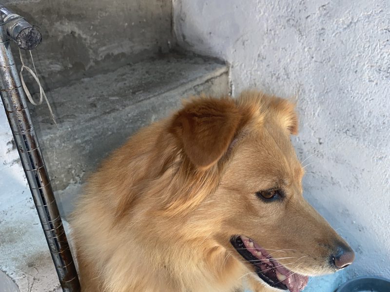 Thor (Adoção Urgente)