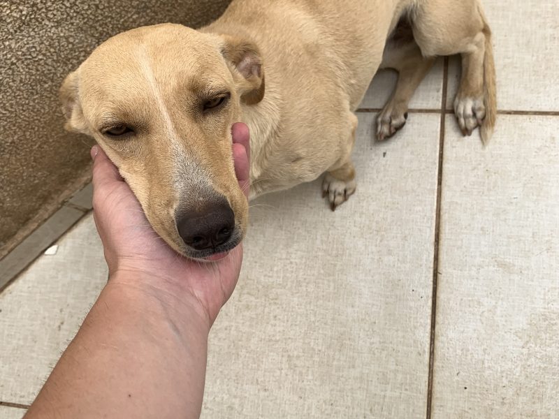 Kiara e Luke (Adoção Urgente)