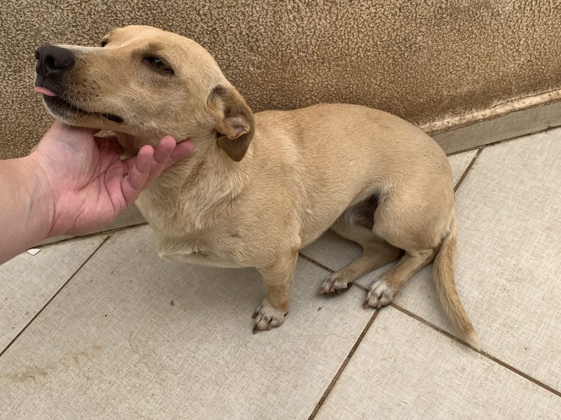 Kiara e Luke (Adoção Urgente)