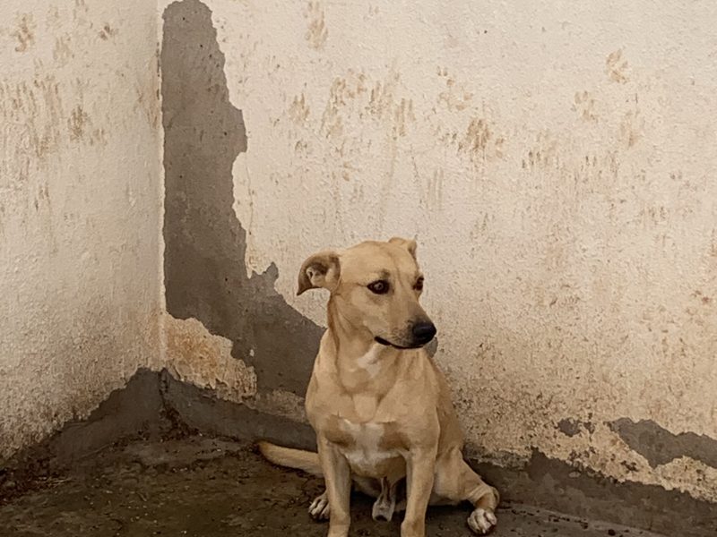 Kiara e Luke (Adoção Urgente)