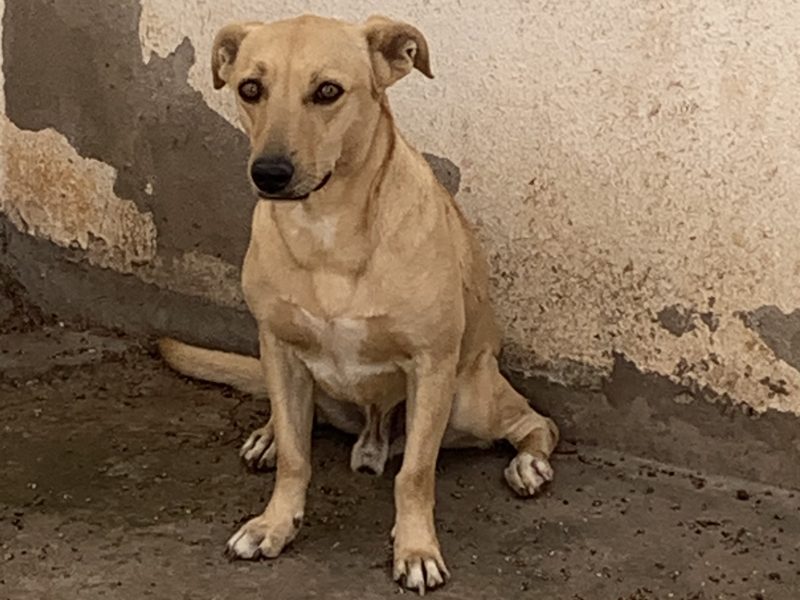 Kiara e Luke (Adoção Urgente)