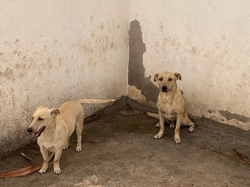 Kiara e Luke (Adoção Urgente)