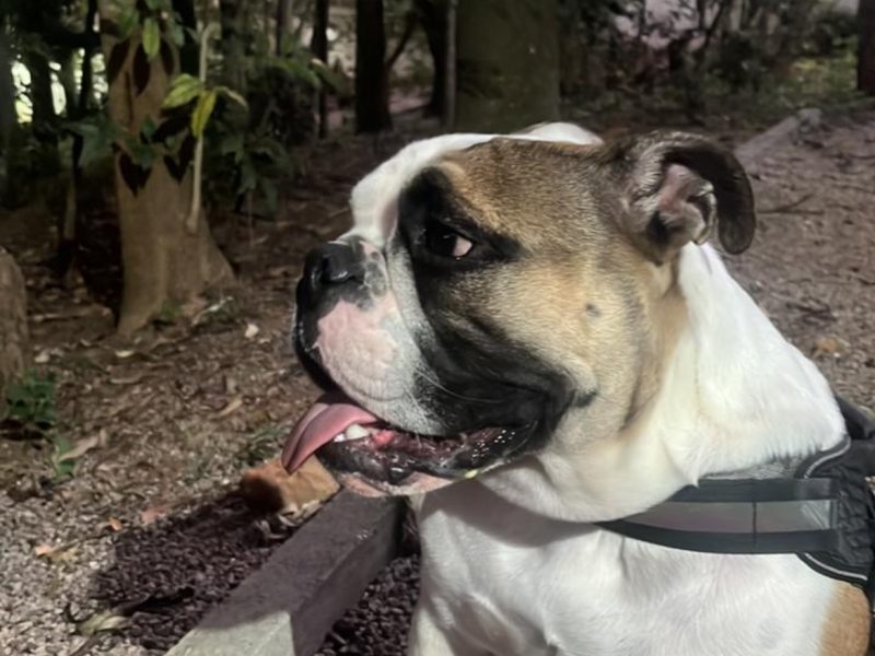 Max (Adoção Urgente)