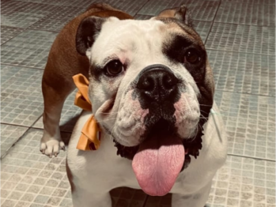 Max (Adoção Urgente)