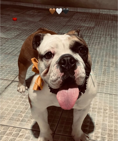 Max (Adoção Urgente)