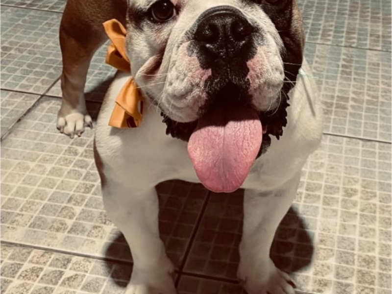 Max (Adoção Urgente)