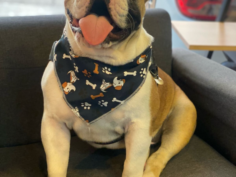 Max (Adoção Urgente)