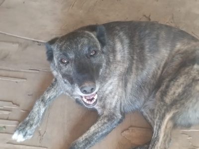 2 Cães (Adoção Urgente)