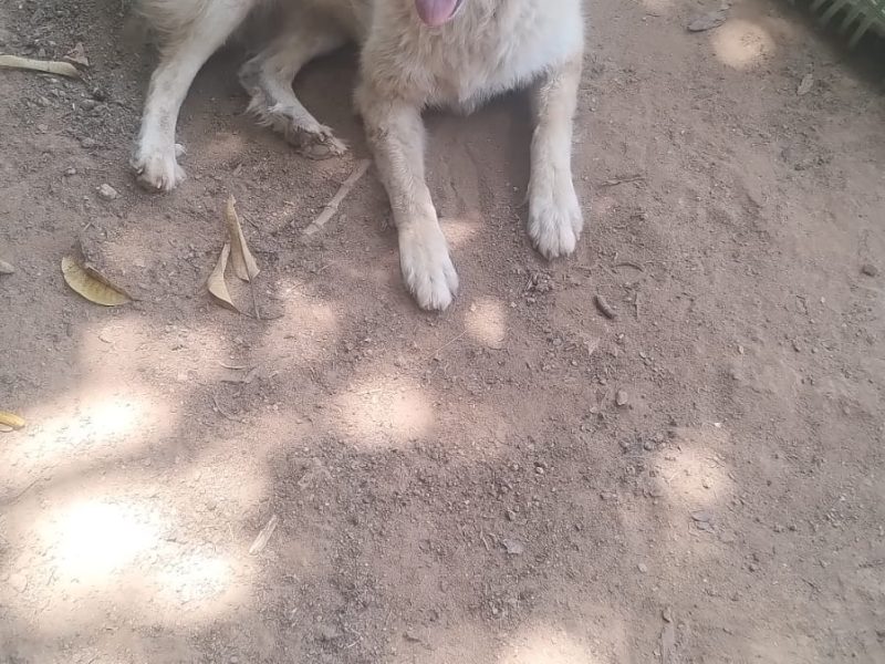 2 Cães (Adoção Urgente)