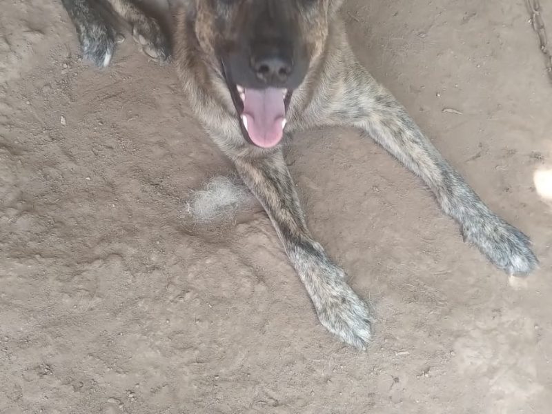 2 Cães (Adoção Urgente)