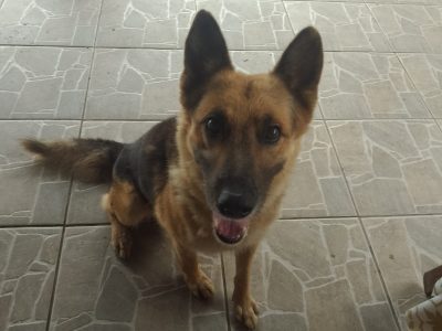 3 Cães (Adoção Urgente)