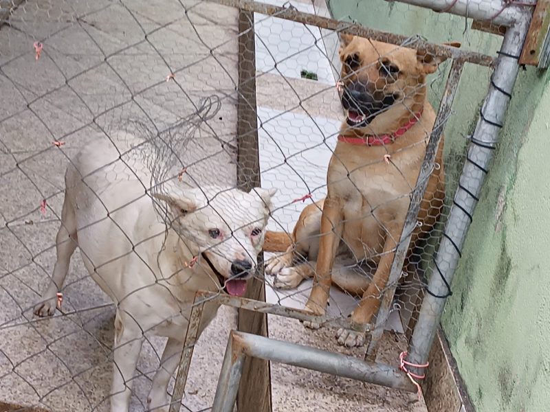 3 Cães (Adoção Urgente)