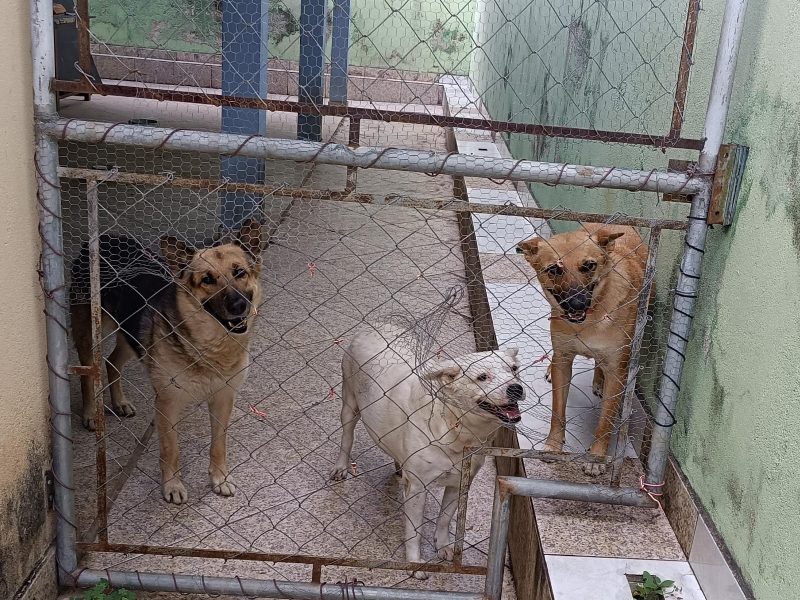 3 Cães (Adoção Urgente)
