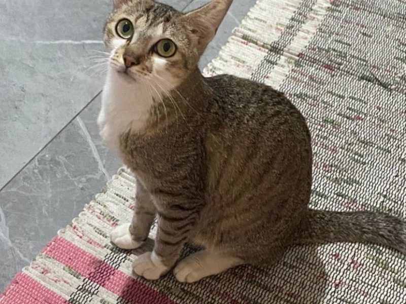 2 Gatas (Adoção Urgente)