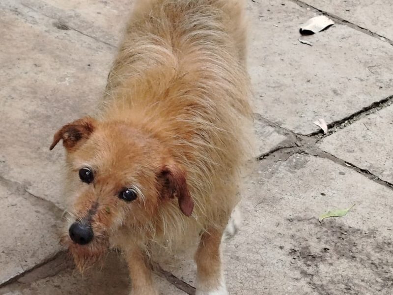 Johnny (Adoção Urgente)
