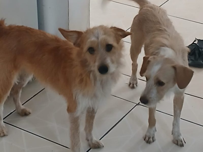 3 Cães (Adoção Urgente)