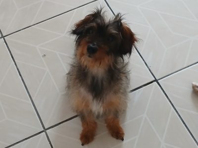 3 Cães (Adoção Urgente)
