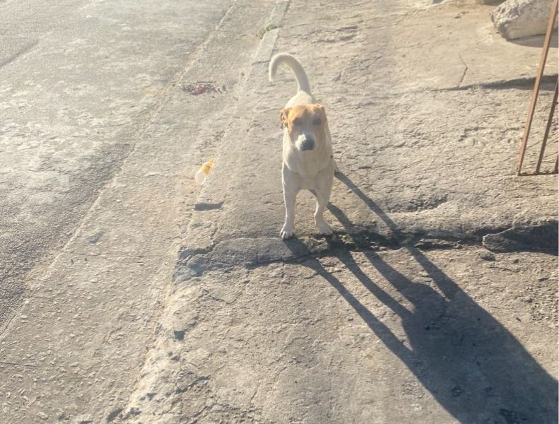 Pitoco (Adoção Urgente)