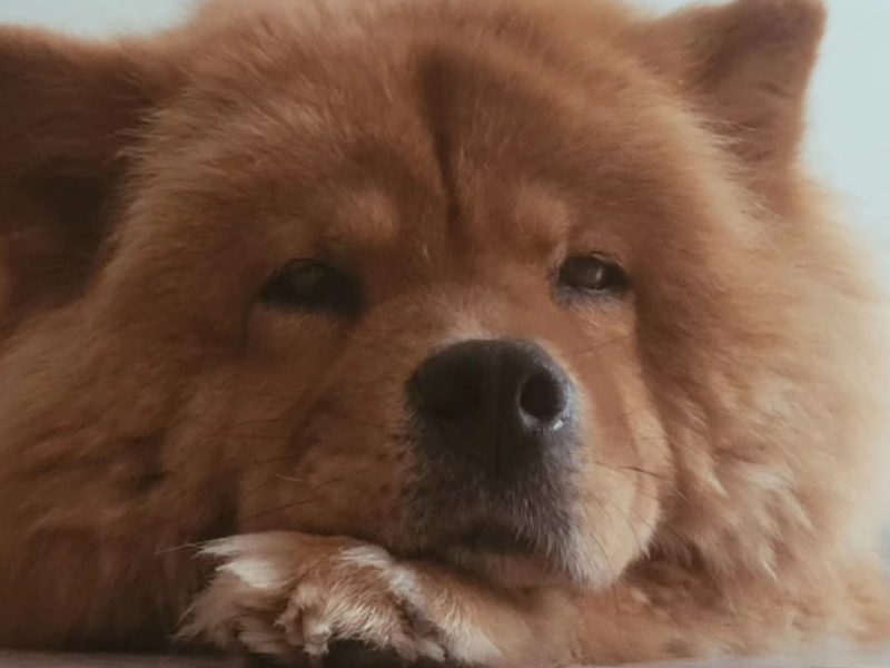Nala (Adoção Urgente)