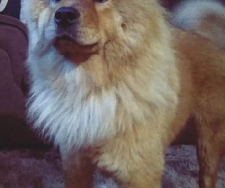 Nala (Adoção Urgente)