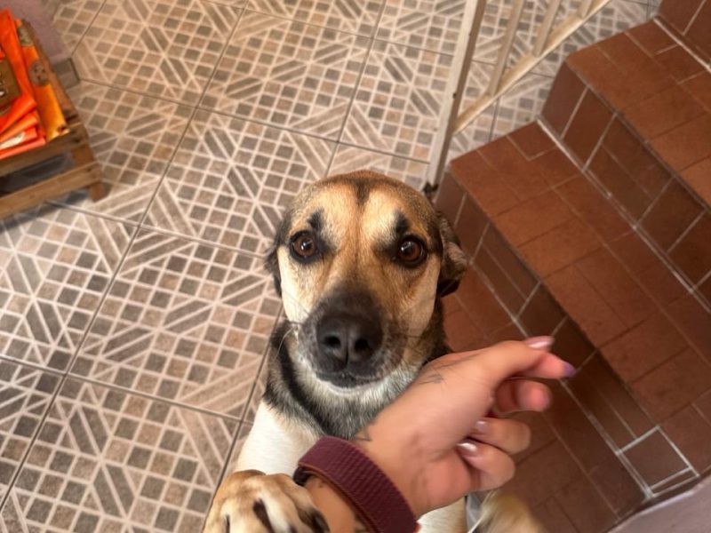Panqueca (Adoção Urgente)