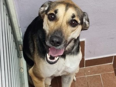 Panqueca (Adoção Urgente)