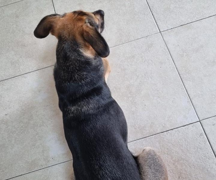 Panqueca (Adoção Urgente)