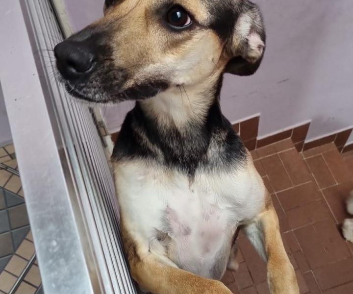 Panqueca (Adoção Urgente)