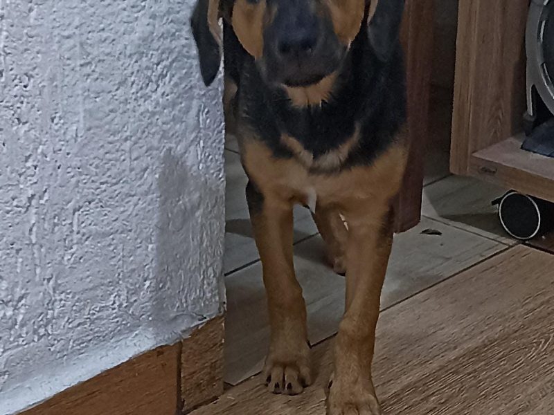 Amora (Adoção Urgente)