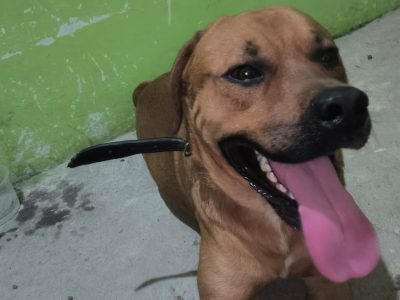 Scooby (Adoção Urgente)