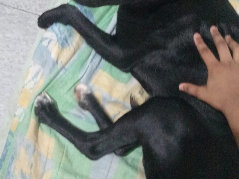Porte M (Adoção Urgente)