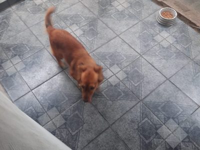 Porte M/P (Adoção Urgente)