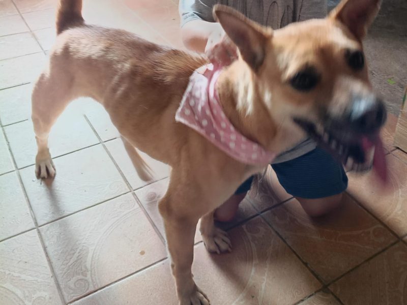 Lua (Adoção Urgente)