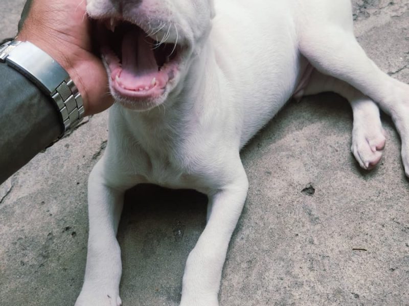 Filhote Pitbull (Adoção Urgente)