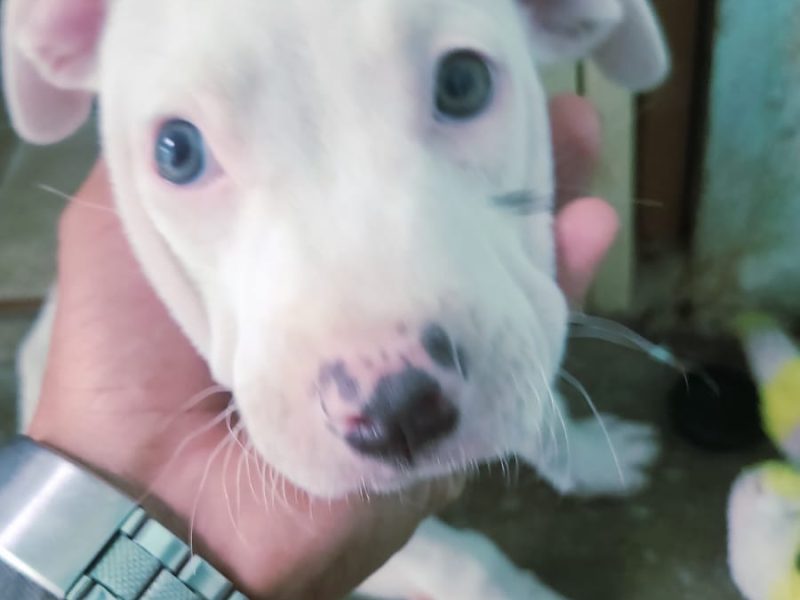 Filhote Pitbull (Adoção Urgente)