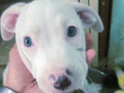 Filhote Pitbull (Adoção Urgente)