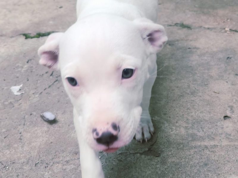 Filhote Pitbull (Adoção Urgente)