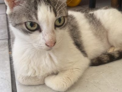 Fêmea (Adoção Urgente)
