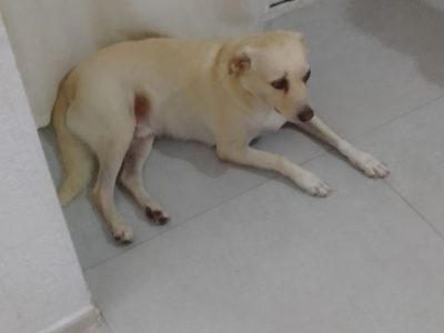 Porte P/M (Adoção Urgente)