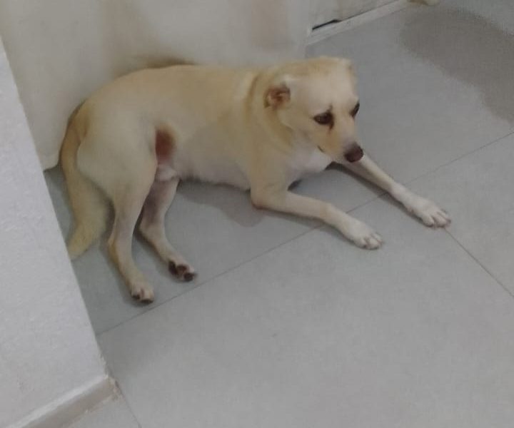 Porte P/M (Adoção Urgente)