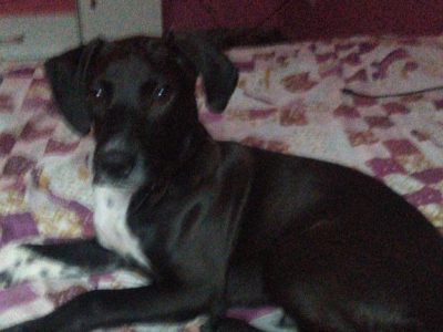 Rock (Adoção Urgente)