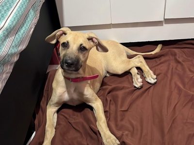 Molly (Adoção Urgente)