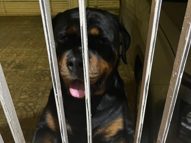 Luna (Adoção Urgente)