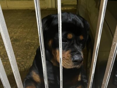 Luna (Adoção Urgente)