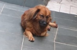Bob (Adoção Urgente)