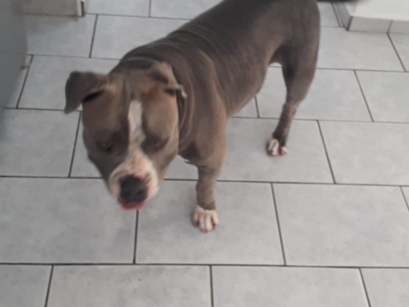 Zoe (Adoção Urgente)