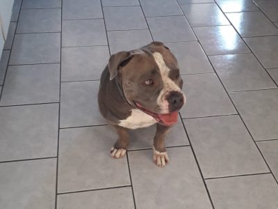 Zoe (Adoção Urgente)