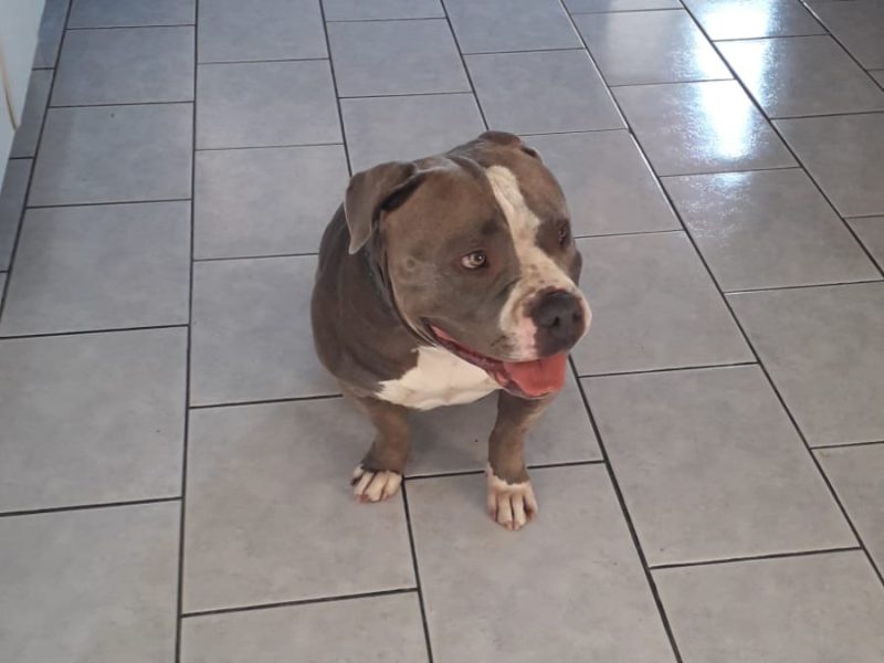 Zoe (Adoção Urgente)