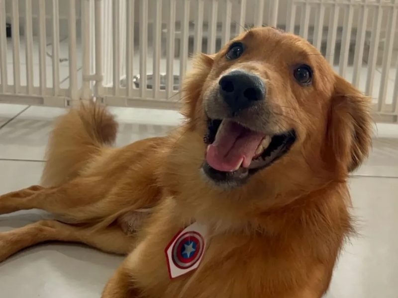 Bento (Adoção Urgente)