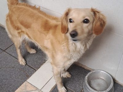 Maia (Adoção Urgente)